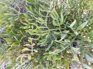 Flora Screensaver(植物屏保) v1.4